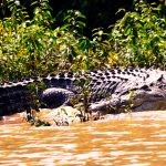 Salt Water Crocodile